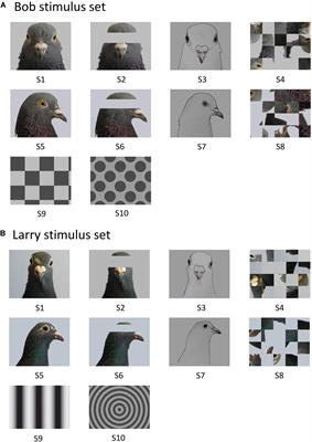 Searching for Face-Category Representation in the Avian Visual Forebrain